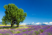 29 - Photos Alpes de Haute Provence